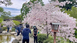 Hakone Gardens 🌸 Cherry Blossoms 🌸 -  花花 vlog#18 【4KHDR】