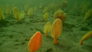 orange sea pens