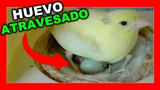 👨‍⚕️ HUEVO ATRAVESADO en PAJAROS 🐦HUEVOS ATRAVESADOS EN CANARIOS PERIQUITOS y AVES [Solución] ✅