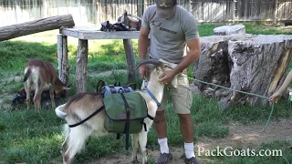 Kid Packs for Pack Goats
