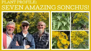 Plant Profile: seven amazing Sonchus with specialist grower Lyle Filippe!