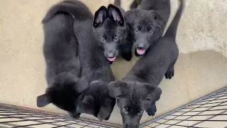 Black German Shepherd Puppies EARS STARTING TO COME UP!!!