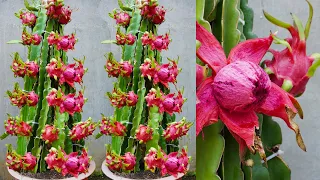 Why is growing red dragon fruit at home so easy? Red flesh and lots of fruit