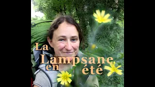 Plantes sauvages - La Lampsane en été