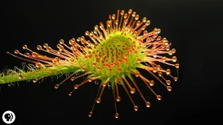 4 DEADLY Carnivorous Plants