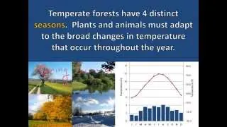 Temperate Forest Adaptations