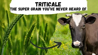 Triticale: the Supergrain that You've Never Heard of