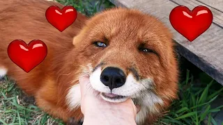 Лис Альф влюбился ❤ Alf the Fox Fell in Love