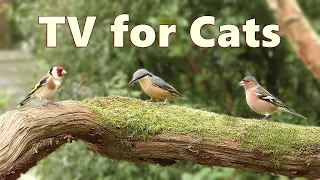 Cat TV Birds ~ Perfect Little Birds for Cats to Watch