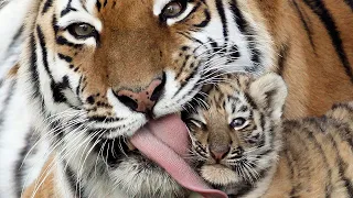 Тайная Жизнь Тигров / The Secret Life of Tigers | 4K |