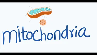 Mitochondria | power house of the cell