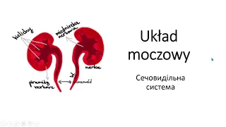 Анатомія сечовидільної системи, діагностика, назви хвороб польською мовою для лікарів