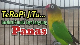 LOVEBIRD FIGHTER NGEKEK PANJANG_TERAPI JITU PANVING LOVEBIRD MACET JADI GACOR RAJIN BUNYI