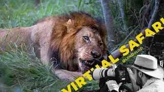 Male And Female Lion Fight over Wildebeest Carcass- Virtual Safari #164