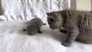 Kitten Coconut want to play with small kittens
