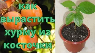 как вырастить хурму из косточки