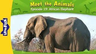 Meet the Animals 19 | African Elephant | Wild Animals | Little Fox | Animated Stories for Kids