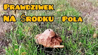 Dzisiejsze zbiory idą na zamówienie...gigant prawdziwek na środku pola....