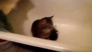 кот в ванне / cat in bath