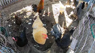 Backyard Chickens Chicken Run Sunbathing Hens Clucking Roosters Crowing Noise Sound ASMR!