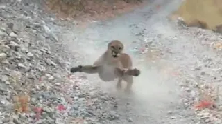 Terrifying moment cougar launches at hiker in Utah after stalking him for SIX MINUTES