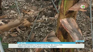 La ceniza del volcán reduce las plagas en las plataneras