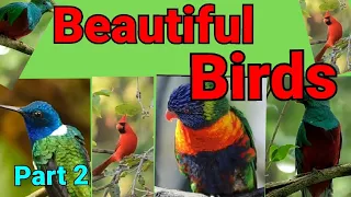 world of Birds 4K ULTRA HD  🐦 Beautiful birds (part 2)
