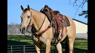 Willie - Hip #59 Billings Livestock Horse Sale 2/23/24