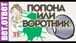 Что лучше попона или воротник? ВетОтвет