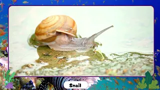 Real Sea Animals Collection and Learning Aquatic Animals Names and Videos Learning Kids#abc