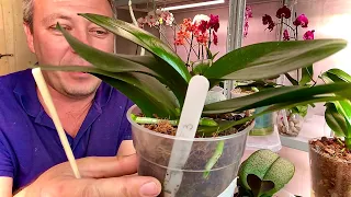 ОРХИДЕИ ЦВЕТОНОСЫ и КОРНИ БУЙСТВУЮТ, обзор 10 орхидеи после пересадки + КОРМ + ЭНЕРГО СТИМУЛЯЦИЯ