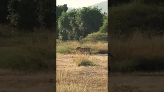 Lion Dropped in his tracks in Zambia