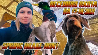 Весенняя охота на селезня с подсадной уткой 2023 / Spring drake hunting with decoys 2023