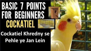 Cockatiel Bird Basic 7 Points For Beginners