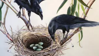 Science Today: Innovative Ravens | California Academy of Sciences