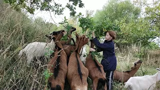 Маленькие соски у козы