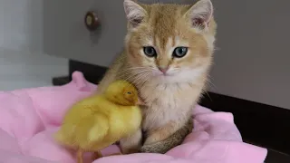 The duckling followed the kitten closely and finally slept with the kitten!  difficult process