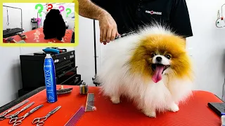 *Hand Scissor* Pomeranian Grooming Transformation and Owner Reaction