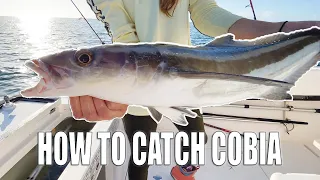 HOW TO CATCH COBIA FISH + Insane Shark Frenzy