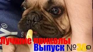 Подборка лучших приколов и неудач. Выпуск №36