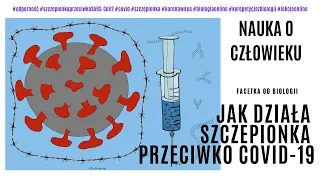 Szczepionka przeciwko COVID-19 - Jak działa szczepionka mRNA Pfizer - Szczepionka na koronawirusa