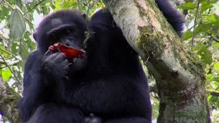 Chimpanzee Cannibalism | Planet Earth | BBC Earth