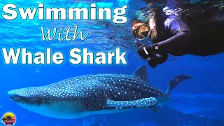 Swimming with Whale Shark at the Georgia Aquarium | Journey with Gentle Giants