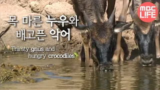 Gnus in the Grumeti River- Wildlife in Serengeti EP02, #03, 그루메티강 누우떼 #MBClife