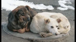 Социальный ролик про бездомных собак автор Миненков Антон