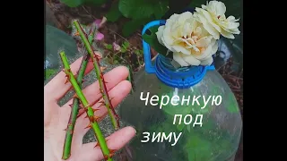 Cuttings of roses in deep autumn on the street. An effective and hassle-free way.