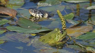 Spectacular snake attacks on frogs/ Spektakuläre Schlangenangriffe auf Frösche