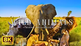 Amazing Animals Collection in 8K TV HDR 60FPS ULTRA HD Scenic Relaxation 8k UHD