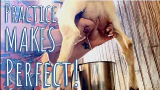 How to Hand-Milk a Dairy Goat