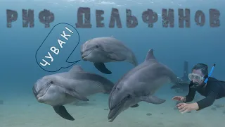 Дельфиний риф в Эйлате: дельфины  Красного моря с русскими корнями
